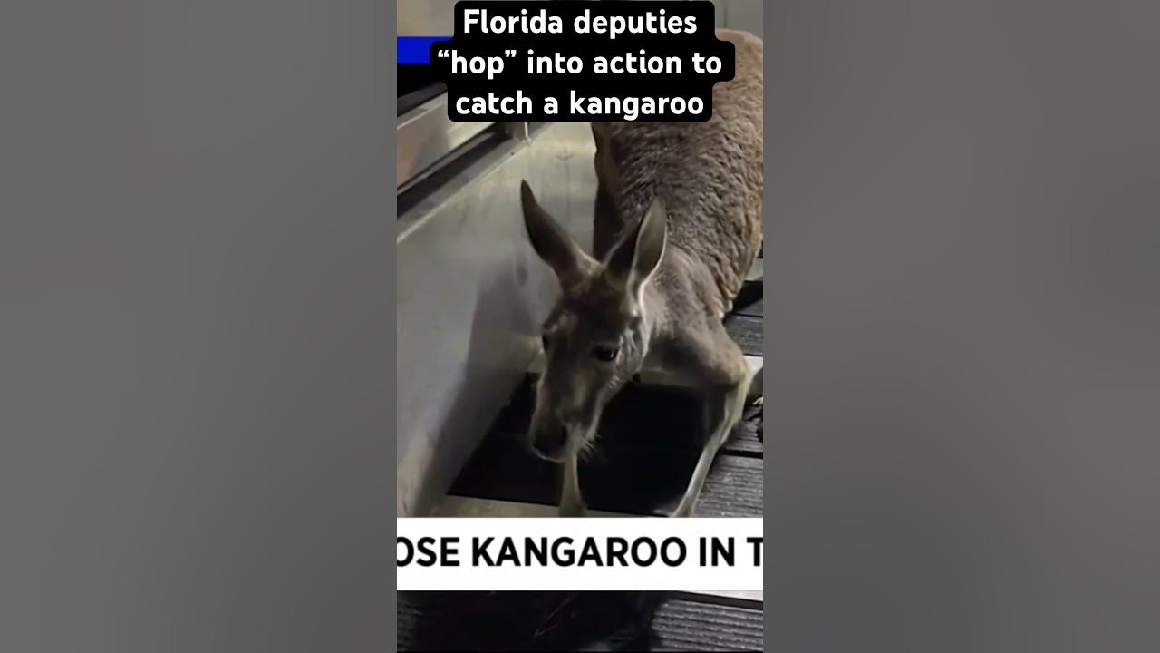 Florida deputies helped catch a kangaroo in Tampa #wildflorida #caughtoncamera #tampa