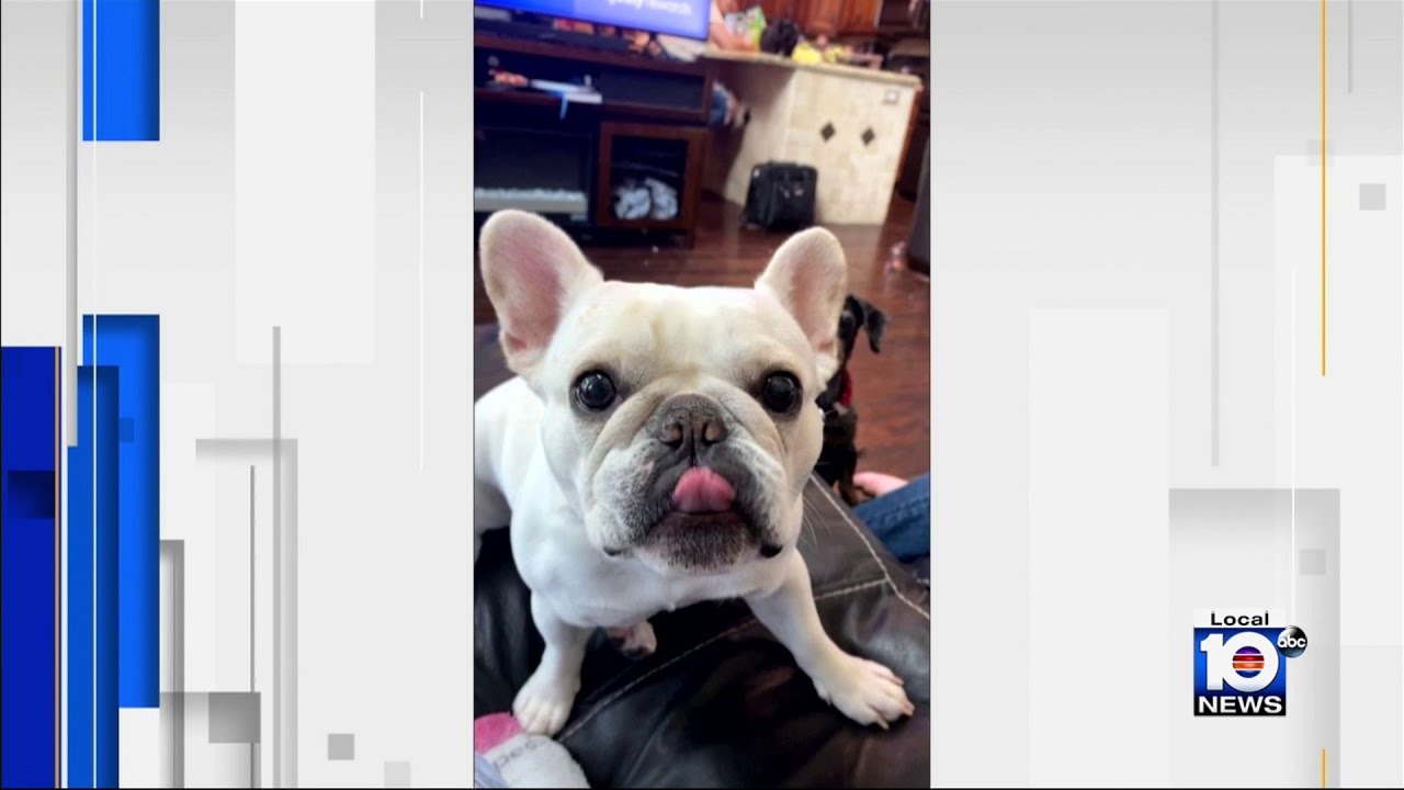 French bulldog in critical condition after family claims he was hit by speeding driver