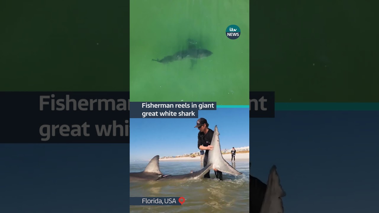 A fisherman in Florida caught and released a massive shark #itvnews #usa #shark