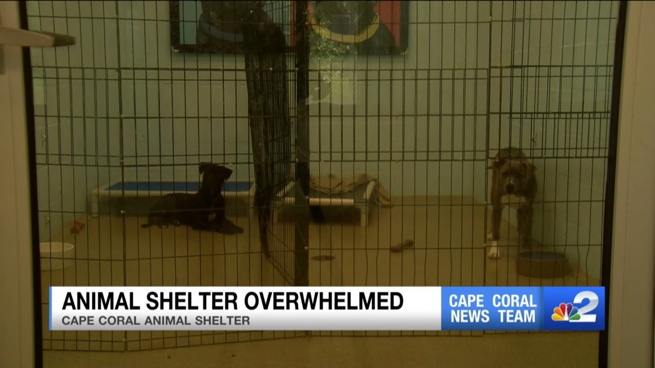 Cape Coral Animal Shelter seeks help amid overcapacity crisis