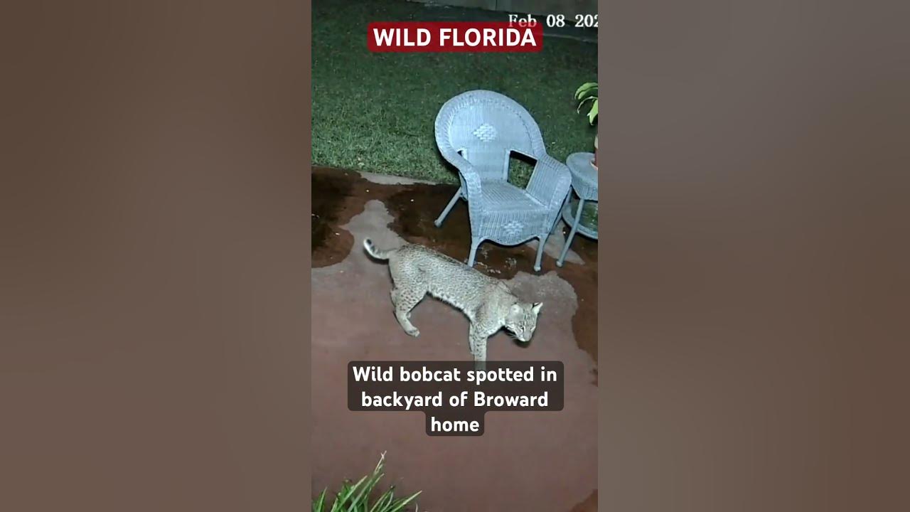 A bobcat was caught on camera prancing around the backyard of a home in #browardcounty.