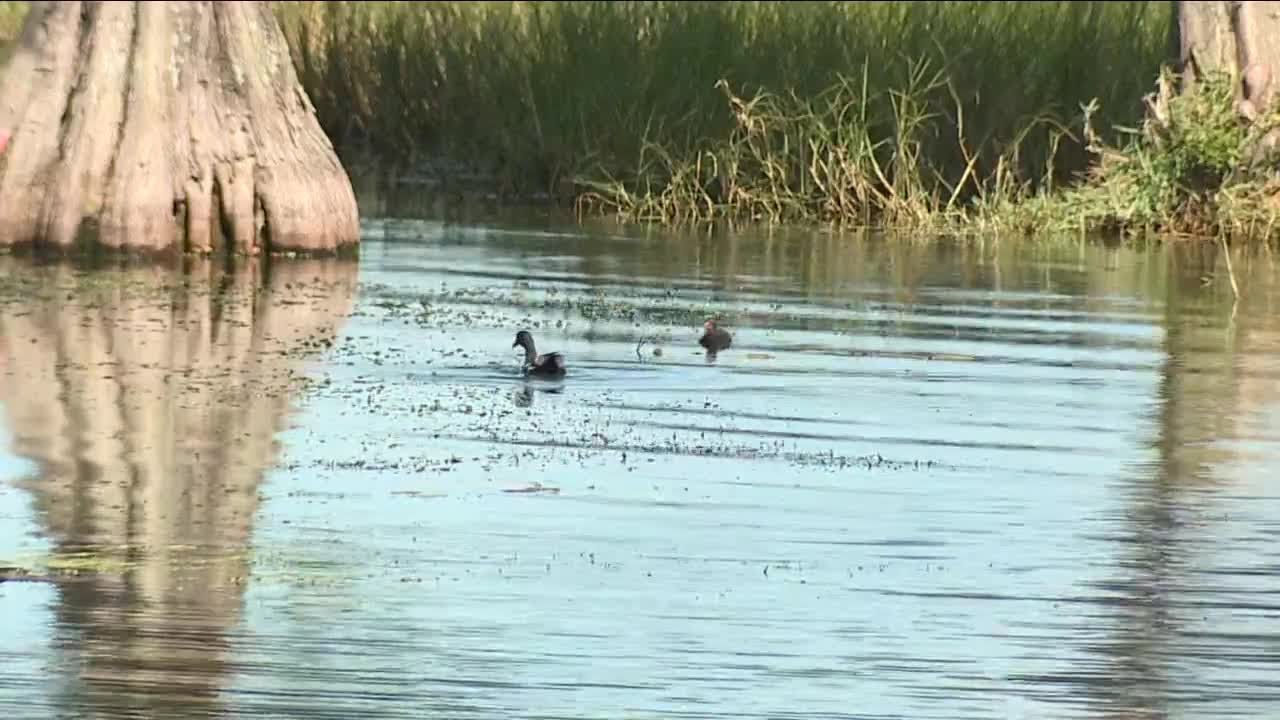 State mandates cleanup of 9 Lakeland lakes with major water quality issues