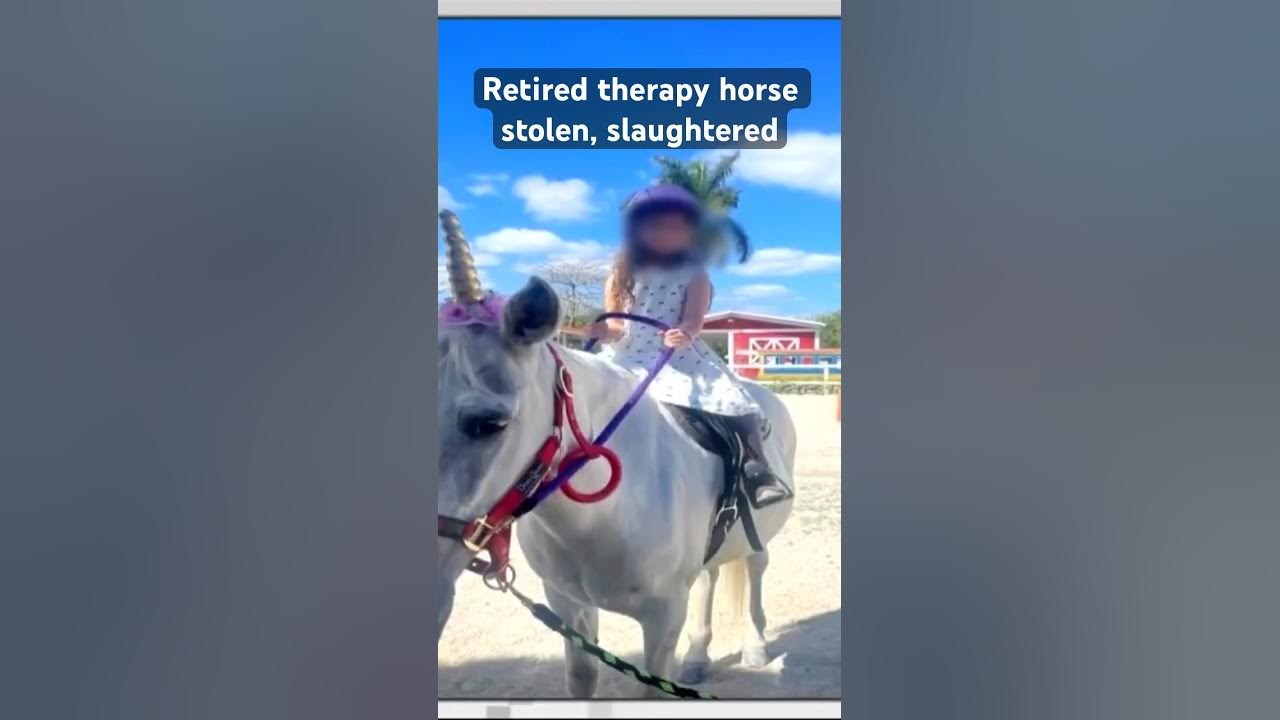 A retired therapy #horse was among three equines stolen and slaughtered in #miamidade Thursday.