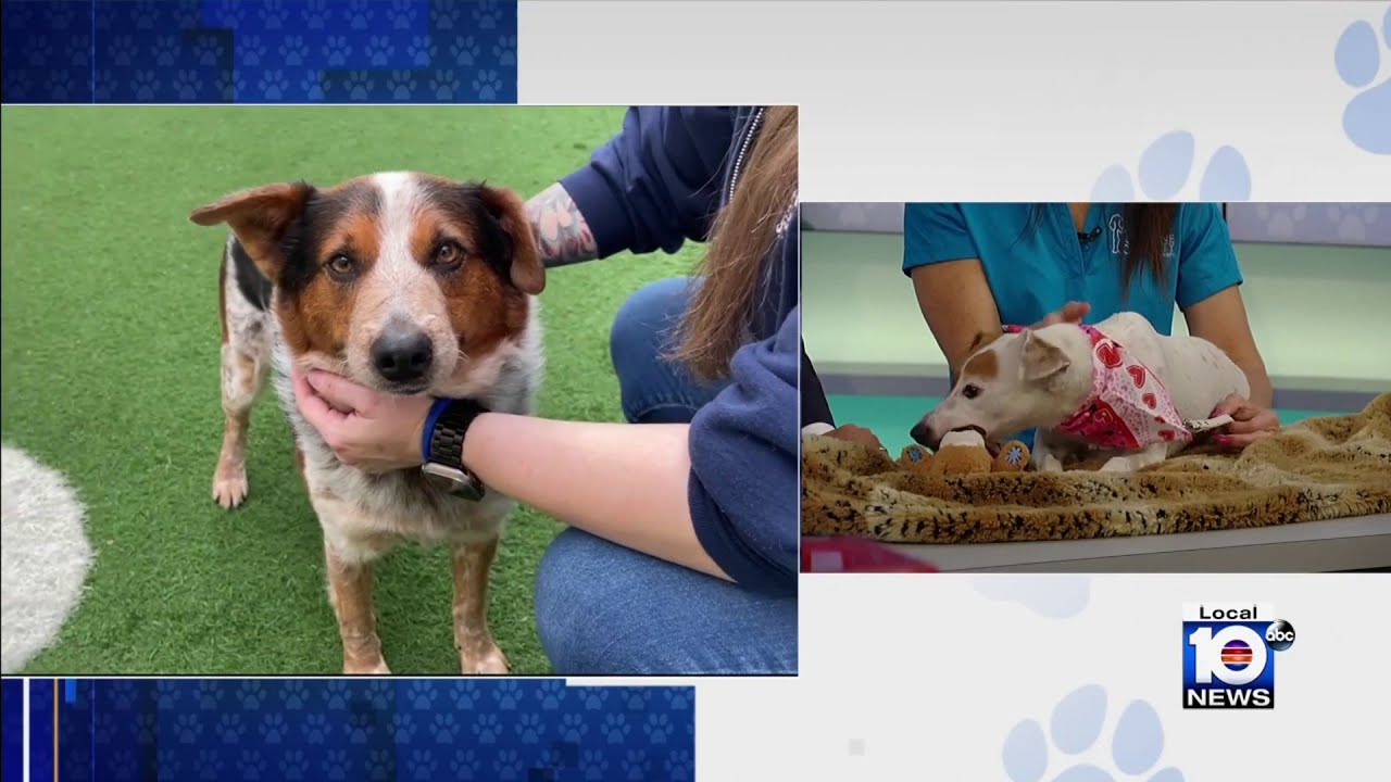 HSBC looking to find ‘furever homes’ for furry friends Alana, Boone