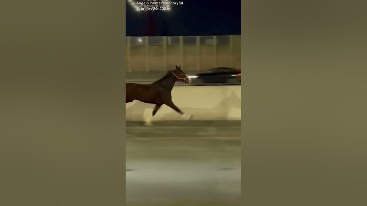 Early commuters in Philadelphia encountered an unusual sight as a horse was seen galloping I-95.