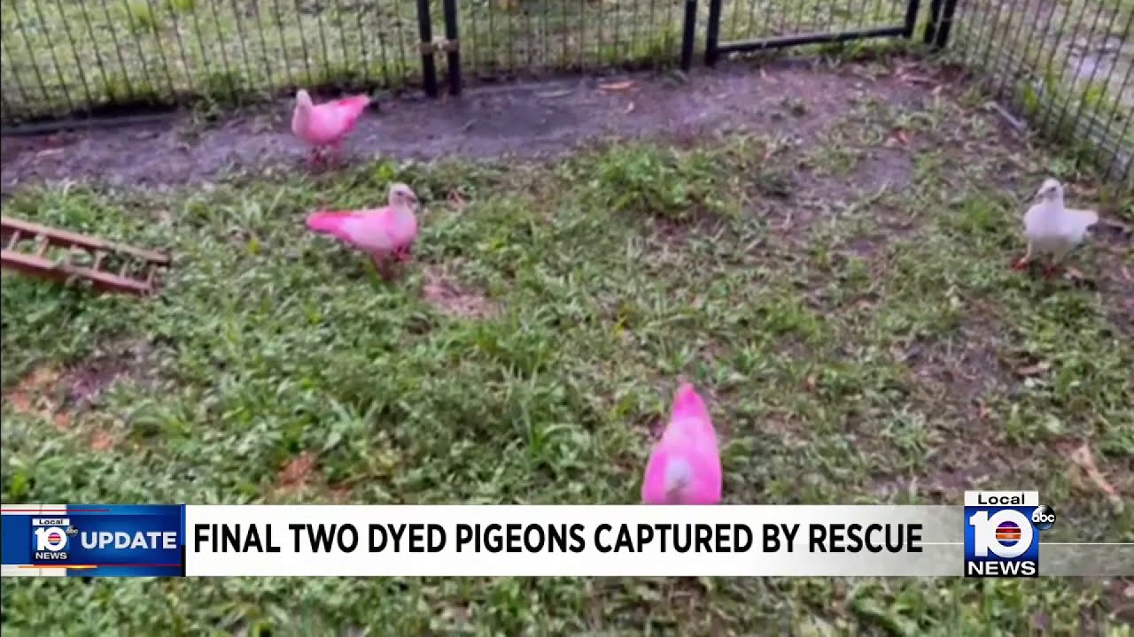 Pigeons dyed pink have been rescued in Pembroke Pines