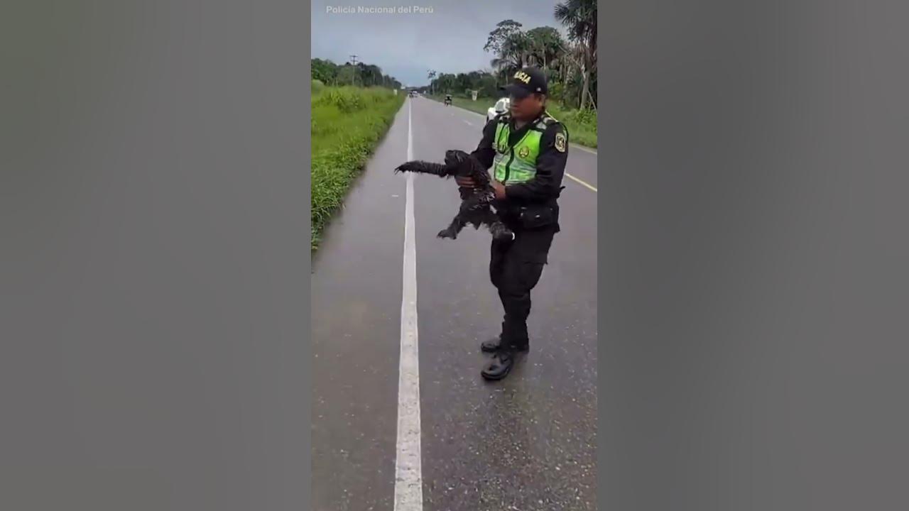 Police in Peru, rescued a sloth in peril on a highway, returning it safely to the nearby trees.
