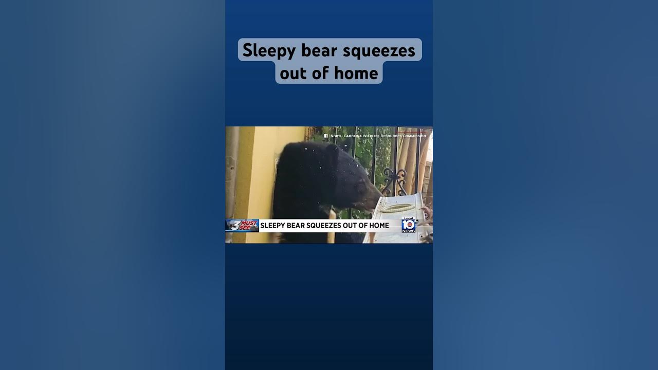 Sleepy bear squeezes out of home after hibernation in Nort Carolina