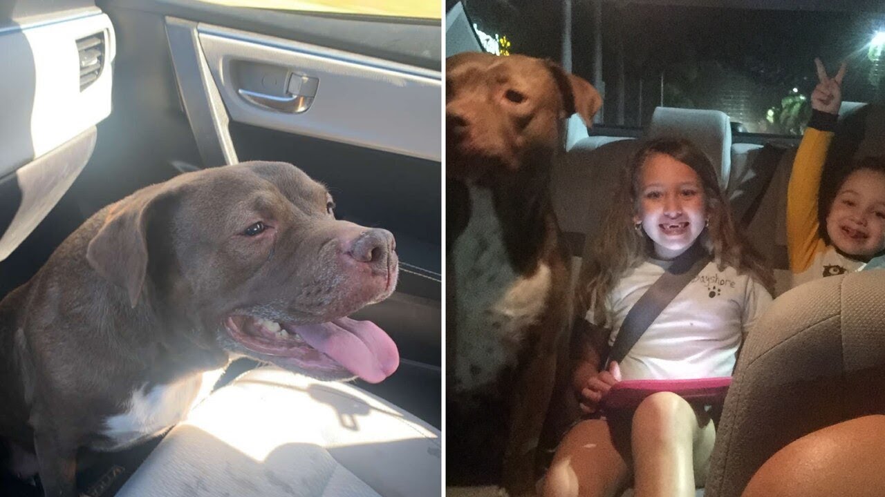 TV20 photographer reunites lost dog with Gainesville family