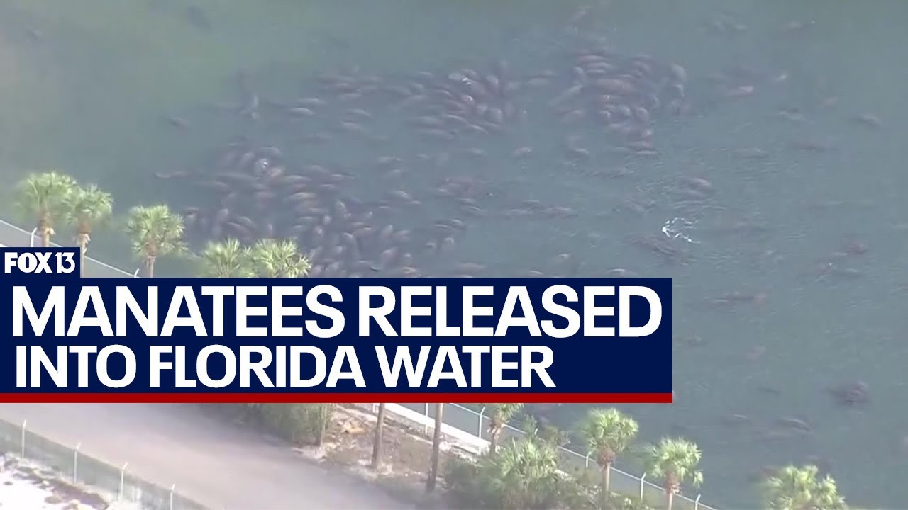 Rescued Florida manatees released back into the wild