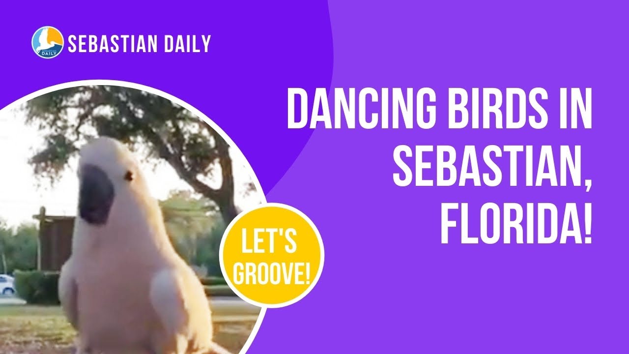 Dancing Birds at Riverview Park in Sebastian, Florida