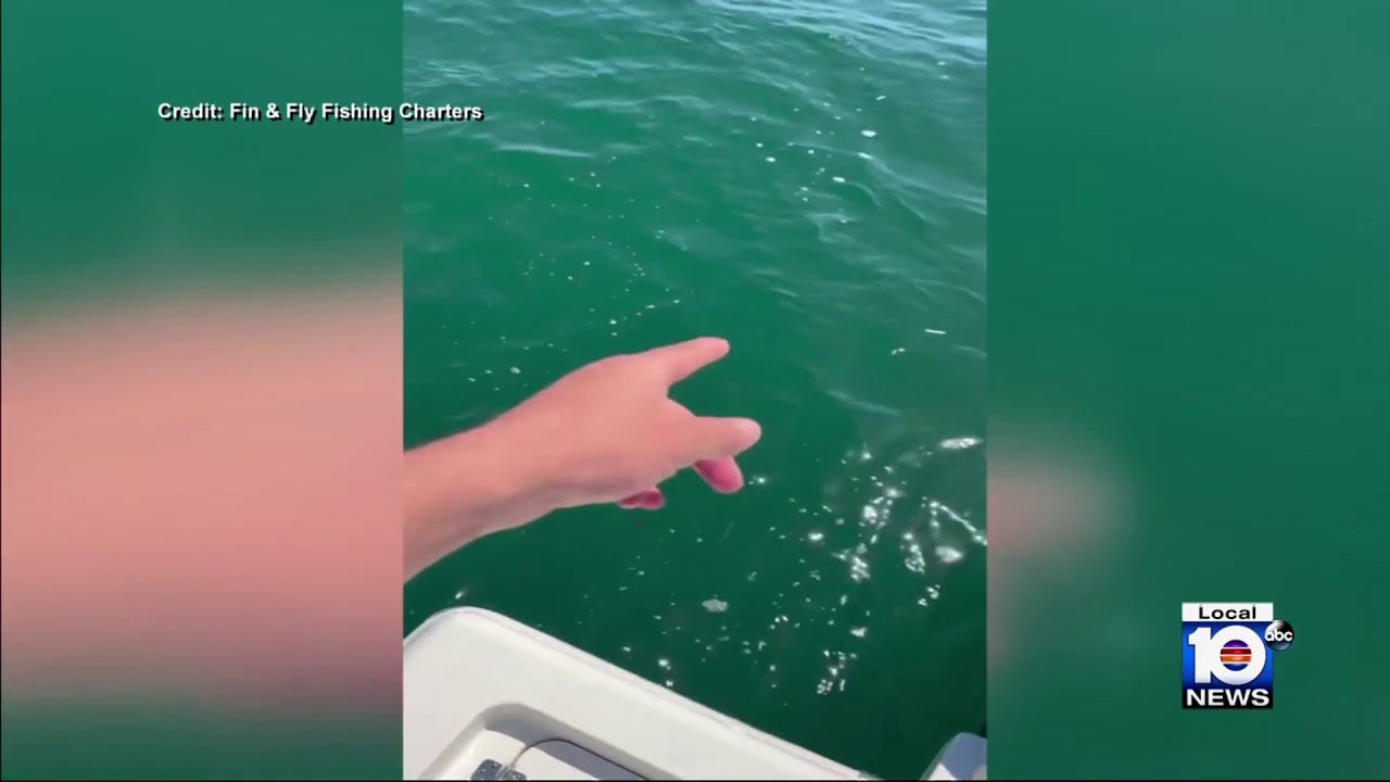 Video shows sharks circling fisherman’s boat in Cocoa Beach
