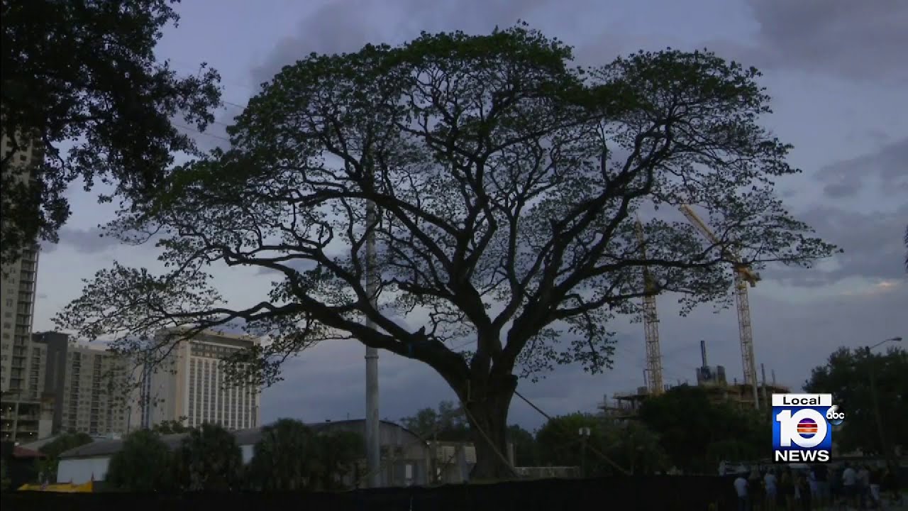 Residents in Fort Lauderdale remain concerned over massive rain tree
