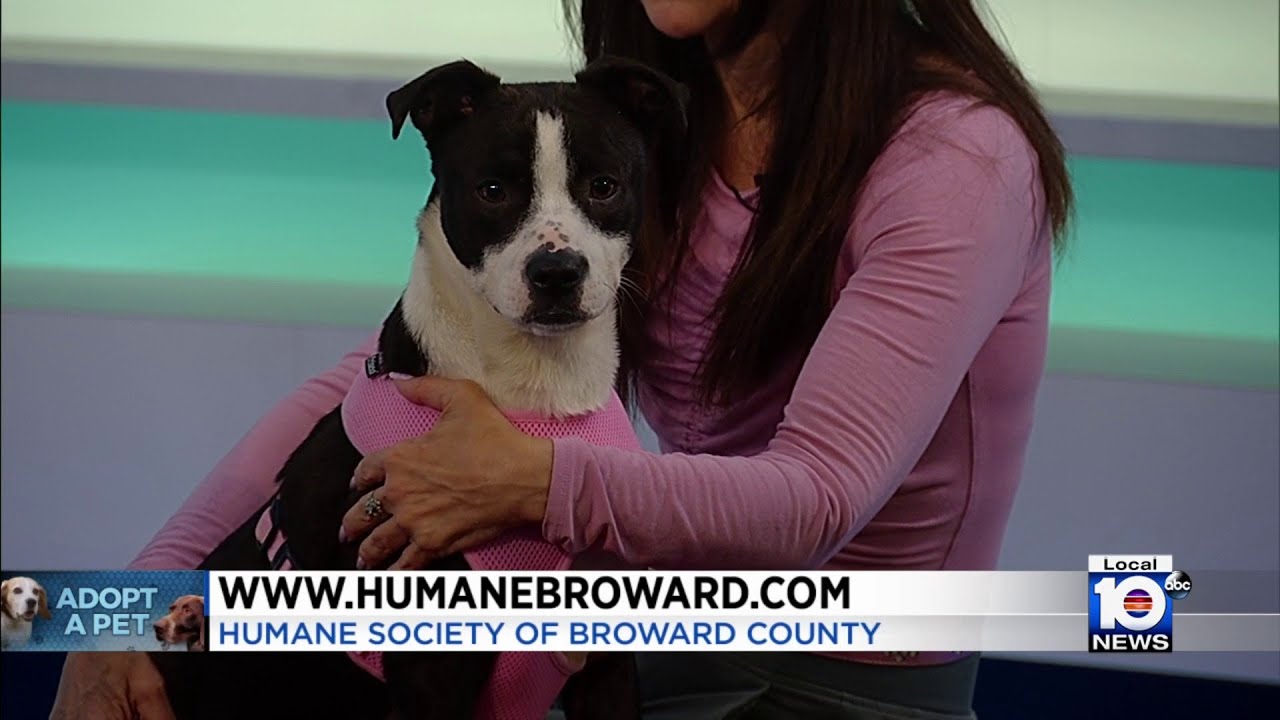 Adopt a Pet: Meet Zena at Humane Society of Broward County