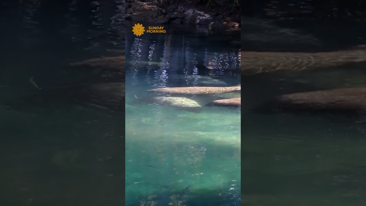 Watch: manatees swimming in Clearwater, Florida #shorts