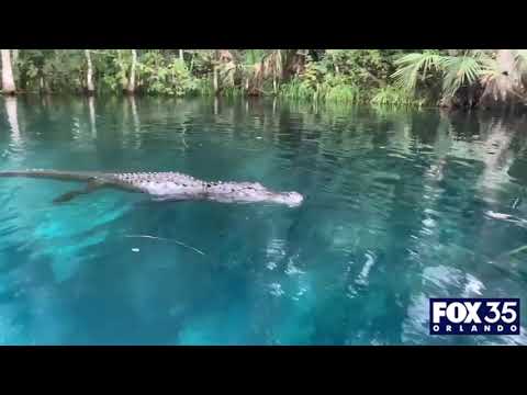 Alligator swims toward woman, tries to bite paddleboard at Central Florida park
