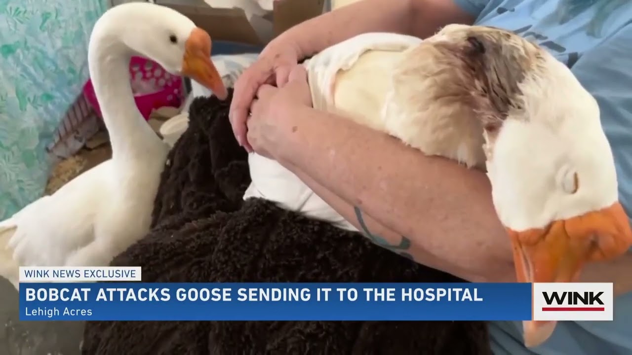 Pet goose attacked by bobcat in Lehigh Acres backyard