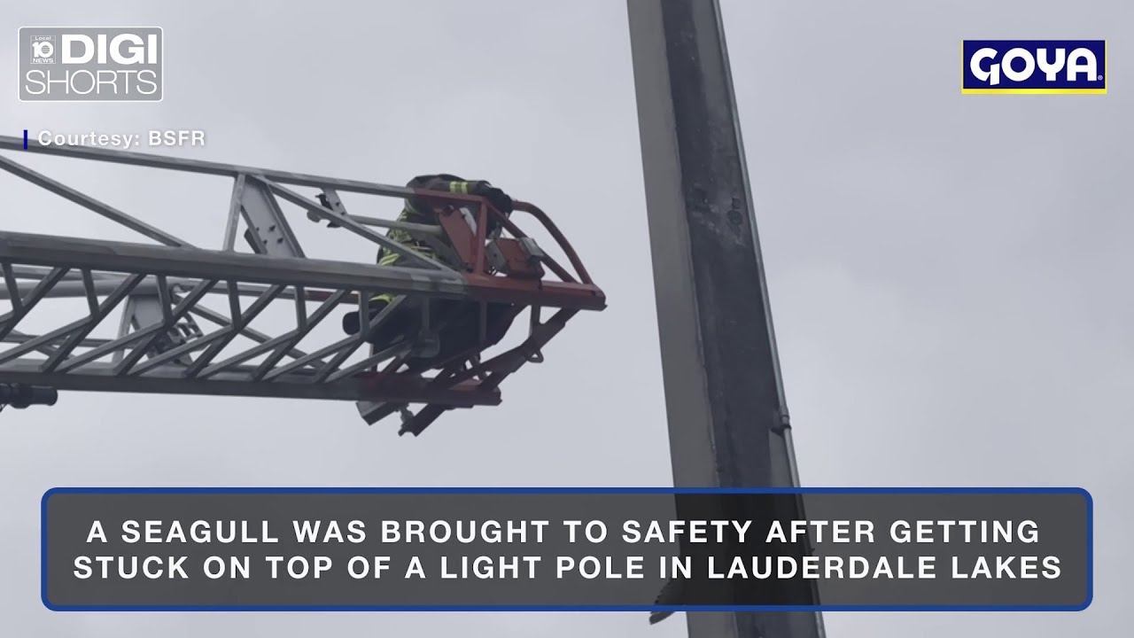 Seagull rescued after getting stuck on top of light pole in Lauderdale Lakes