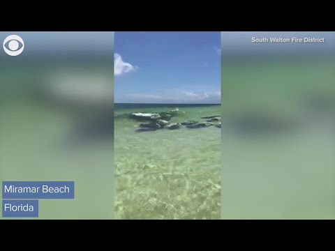 This herd of manatees swam close to the shore of Miramar Beach in Florida