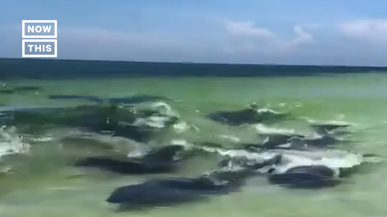 Manatee Herd Swims Near Florida's Miramar Beach #Shorts