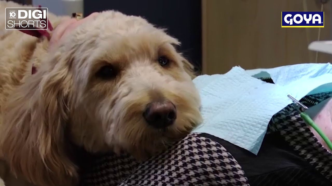 Dog lovers enjoy visits to this dentist’s office