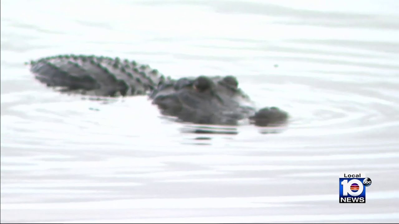 Man hospitalized after being attacked by crocodile in southwest Miami-Dade