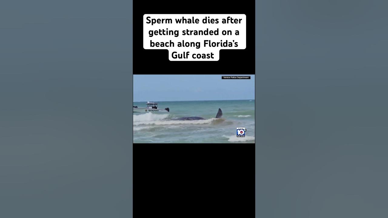 Sperm whale dies after getting stranded on a beach along Florida’s Gulf coast