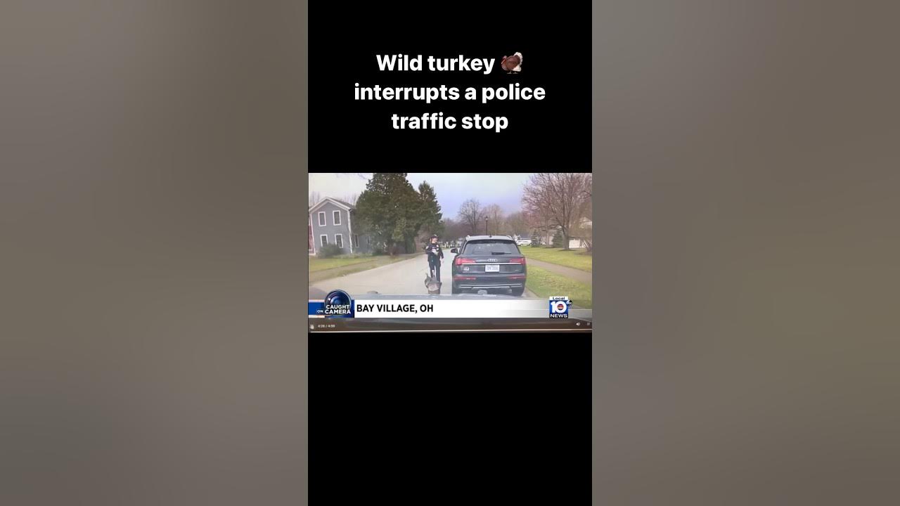 Wild turkey 🦃 interrupts a police traffic stop