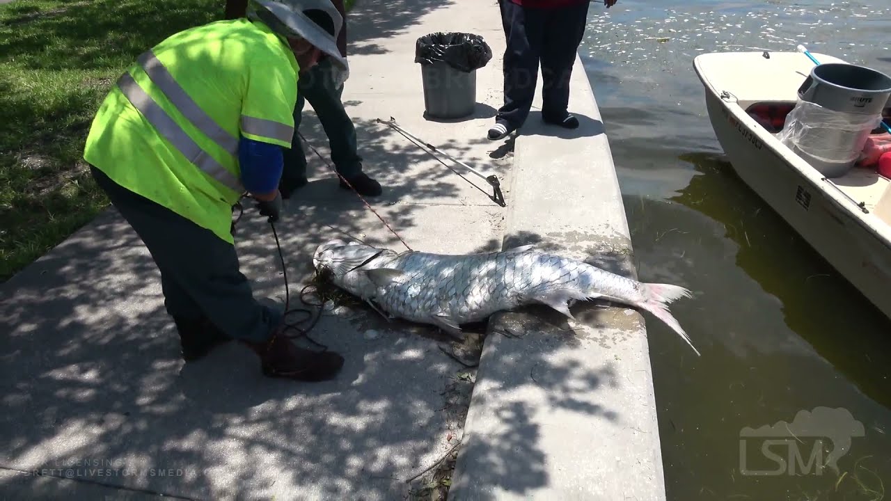 07-09-2021 St. Petersburg, Florida- Elsa brings 15 tons of dead fish to the shores of St. Petersburg