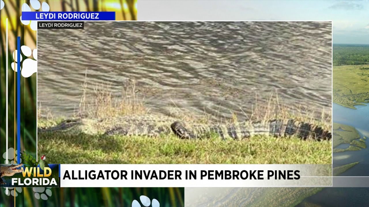 Large gator spotted in Pembroke Pines