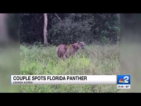 Couple spots Florida Panther roaming around Lehigh Acres backyard