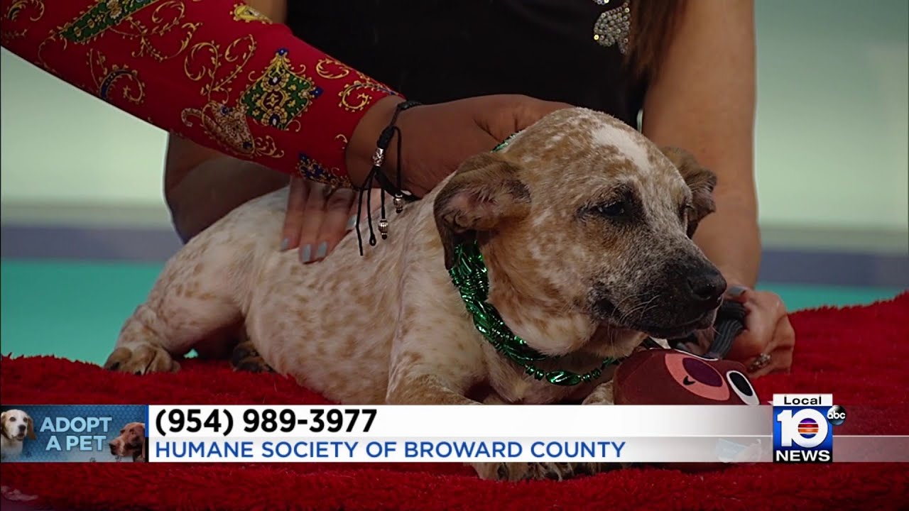 Meet some Broward dogs in need of a ‘furever’ home!