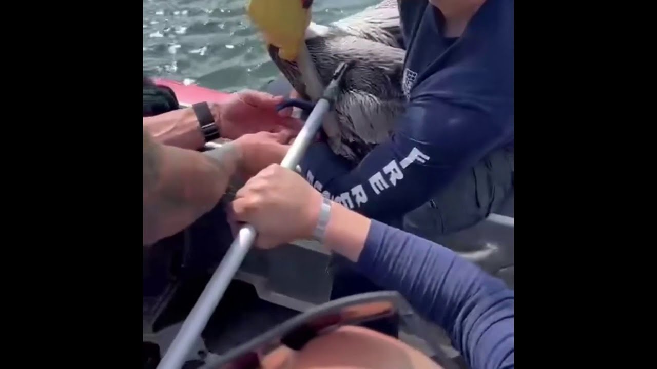Broward firefighters rescue pelican in Dania Beach