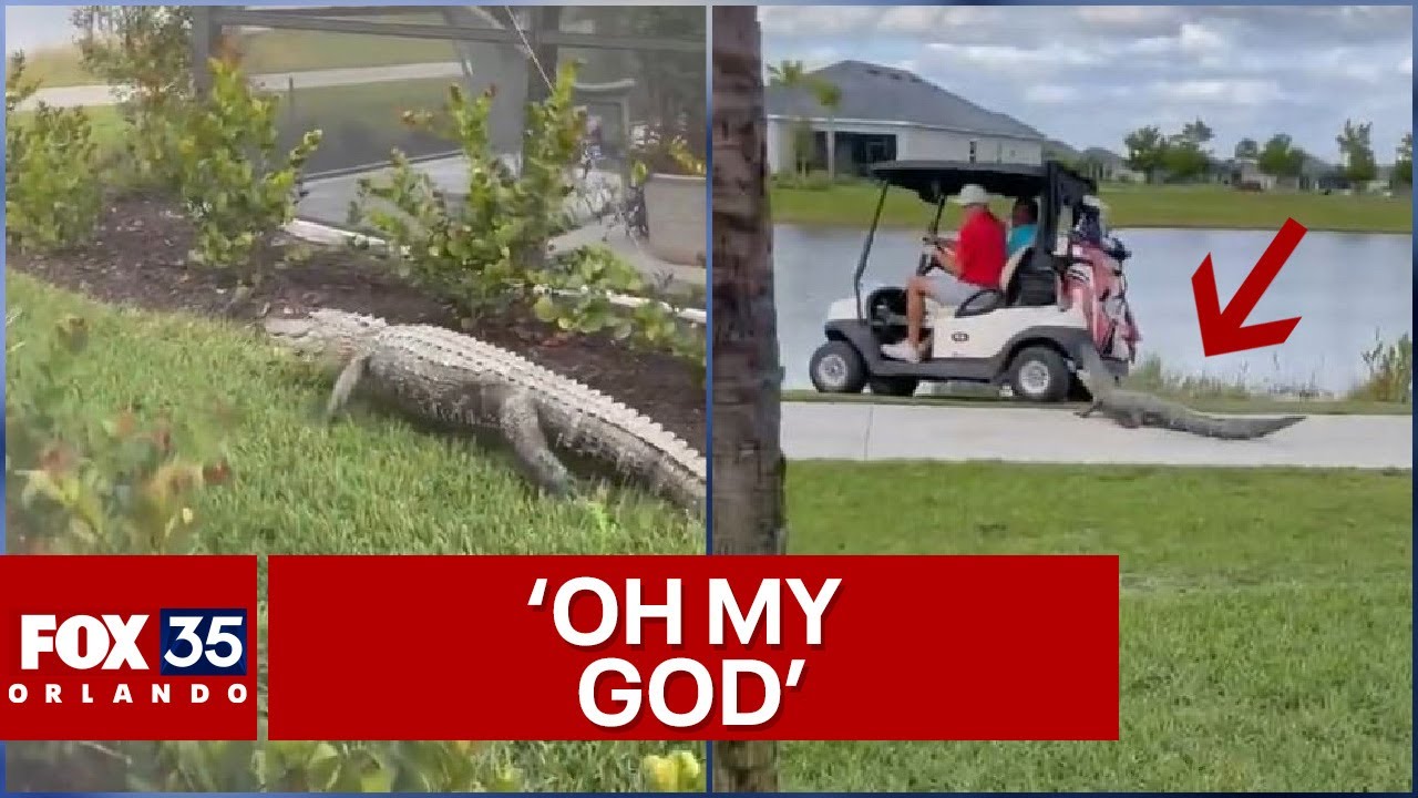 Big Florida alligator chases after unsuspecting golfers in a golf cart