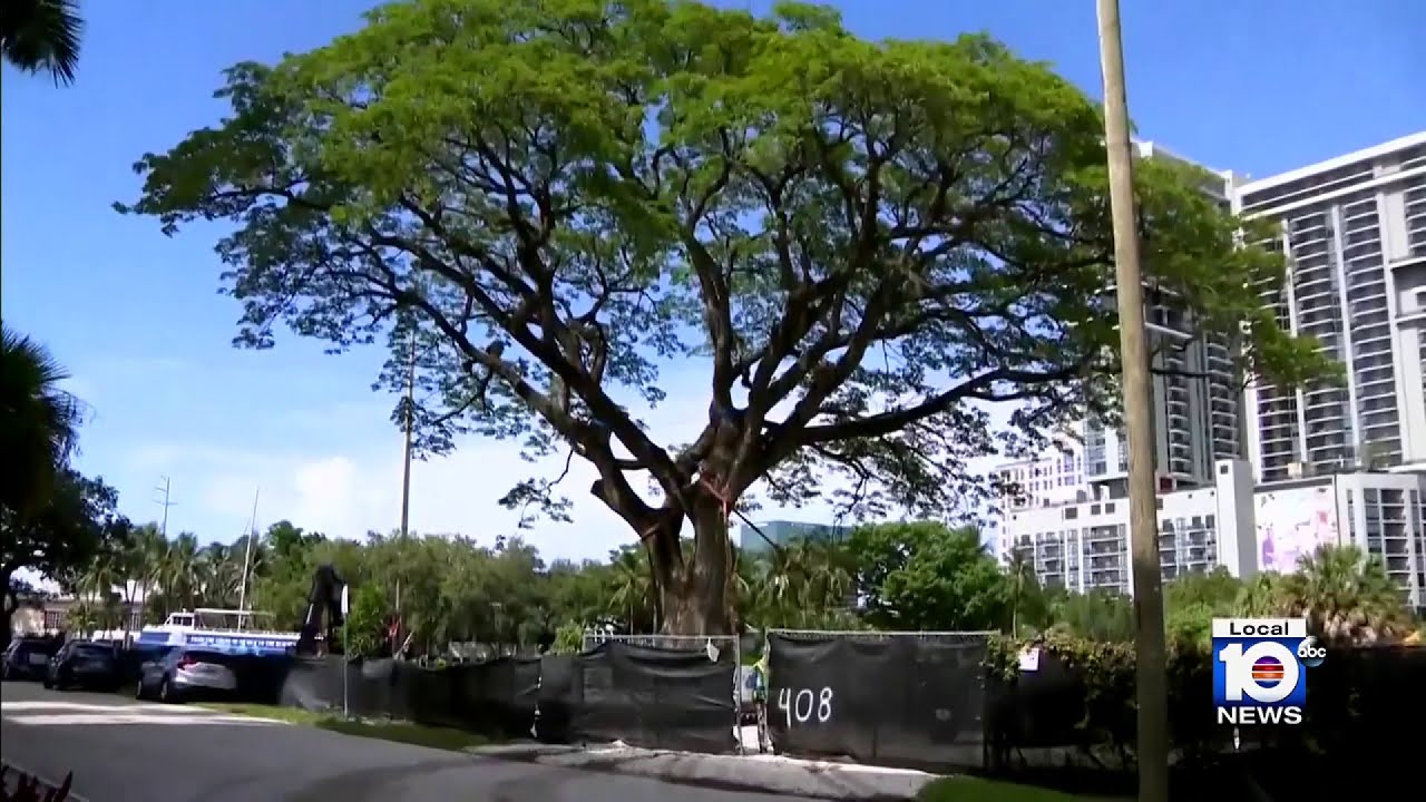 Residents worried about 100-year-old Fort Lauderdale rain tree
