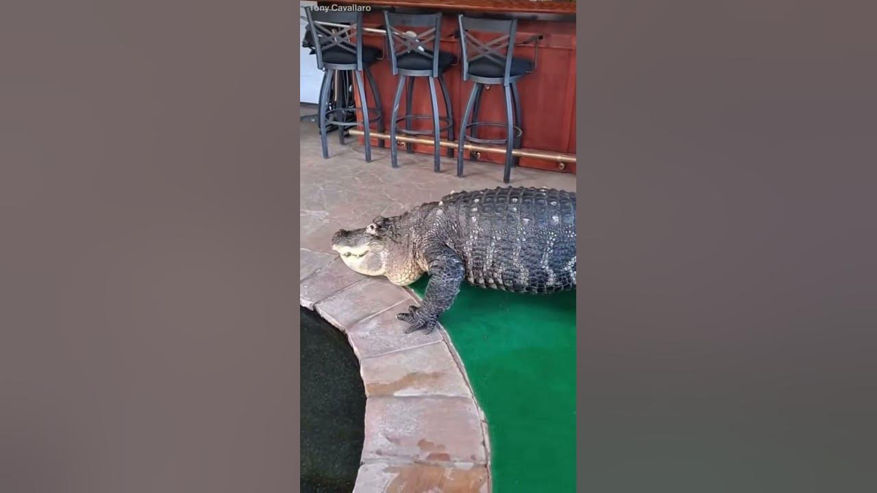 Man tries  unsuccessfully to extend the permit to keep his pet alligator, who he raised since 1990 ￼