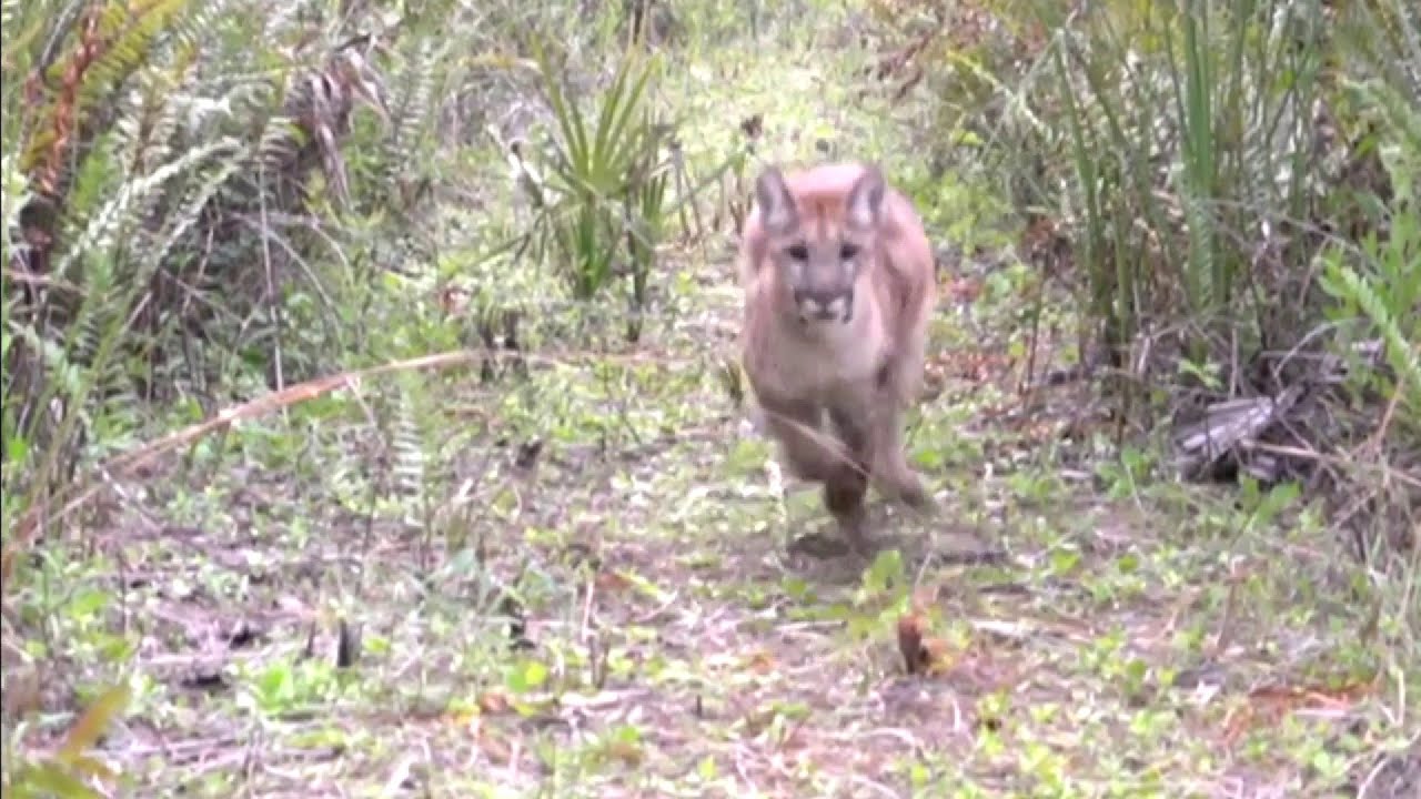 Wild Florida: Pembroke Pines resident says panther explored backyard