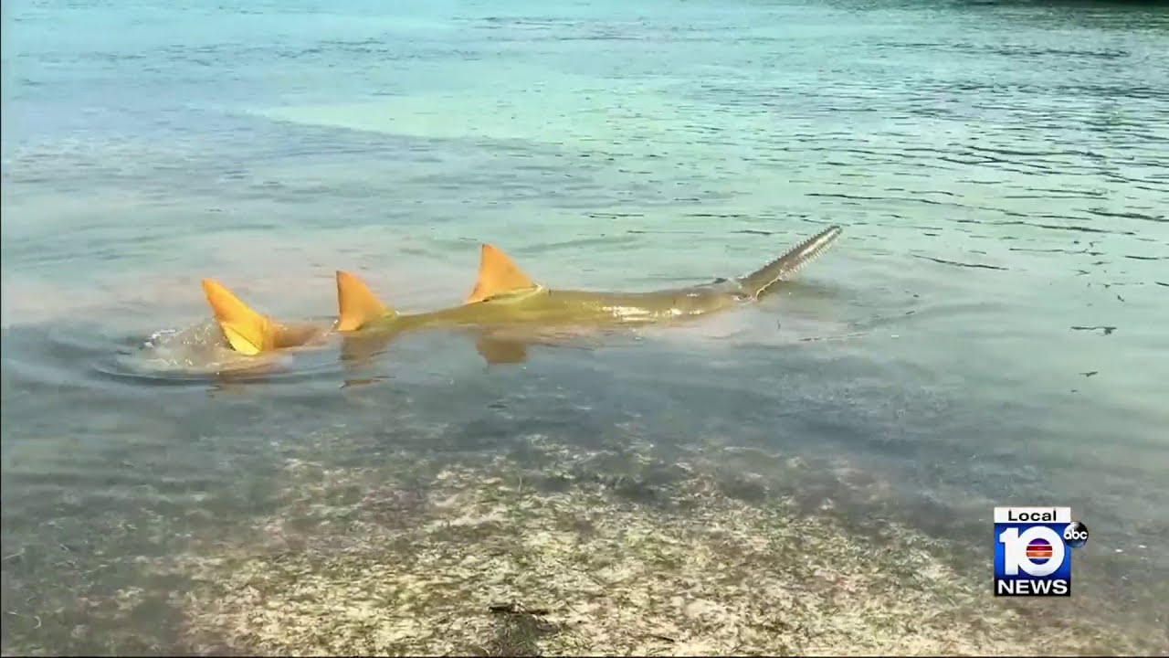 Bizarre sawfish sightings spread north from Florida Keys, confirmed deaths rise