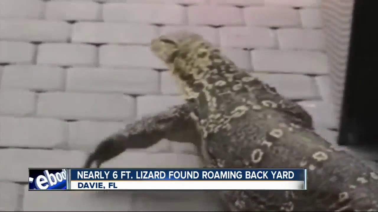 Florida family finds massive lizard roaming around home