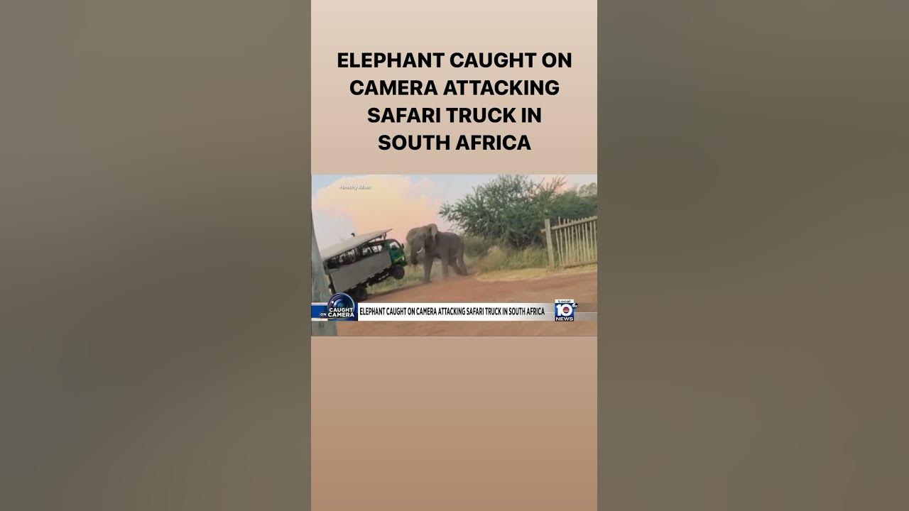 Elephant caught on camera attacking safari truck in South Africa ￼
