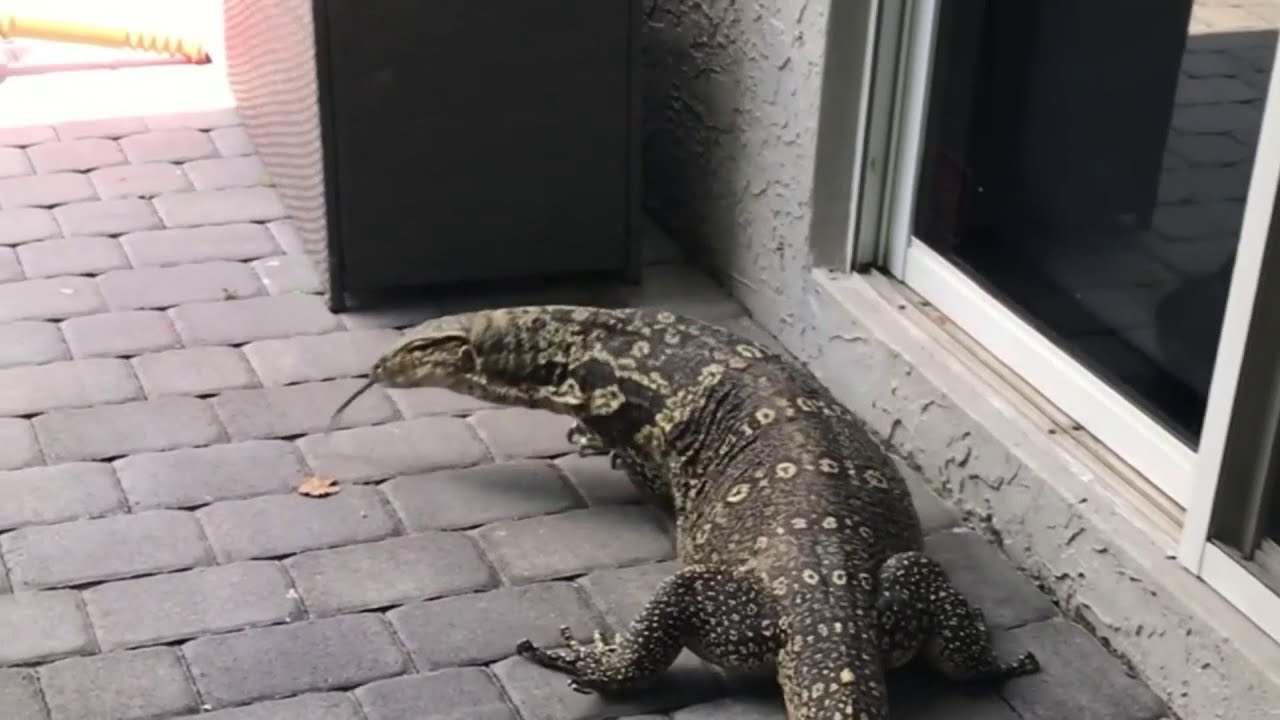 Trappers are on the hunt for water monitor menace in Davie
