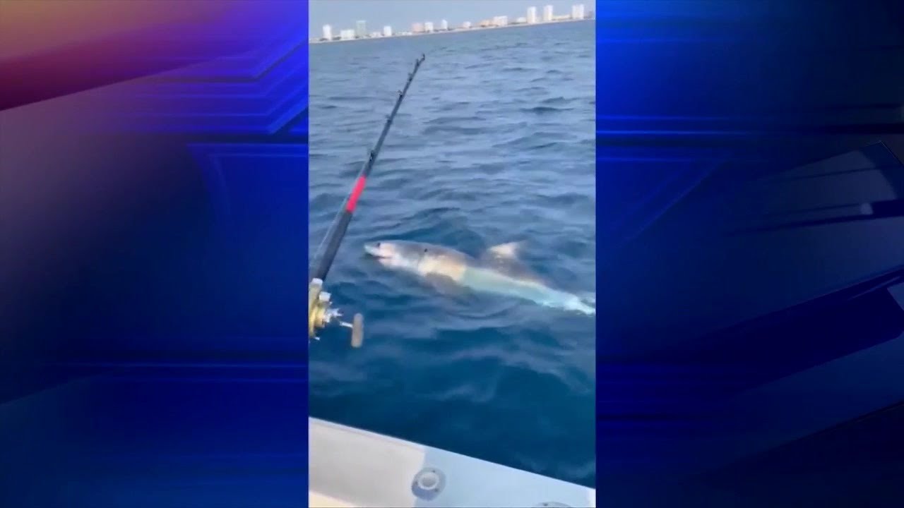Family visiting Fort Lauderdale hook great white shark off coast