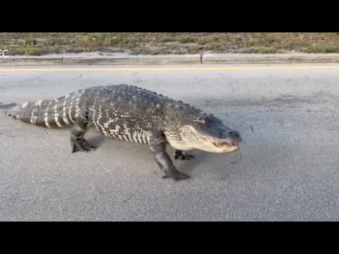 Jaywalking Gator? Watch Huge Florida Alligator Crossing Road in West Palm Beach