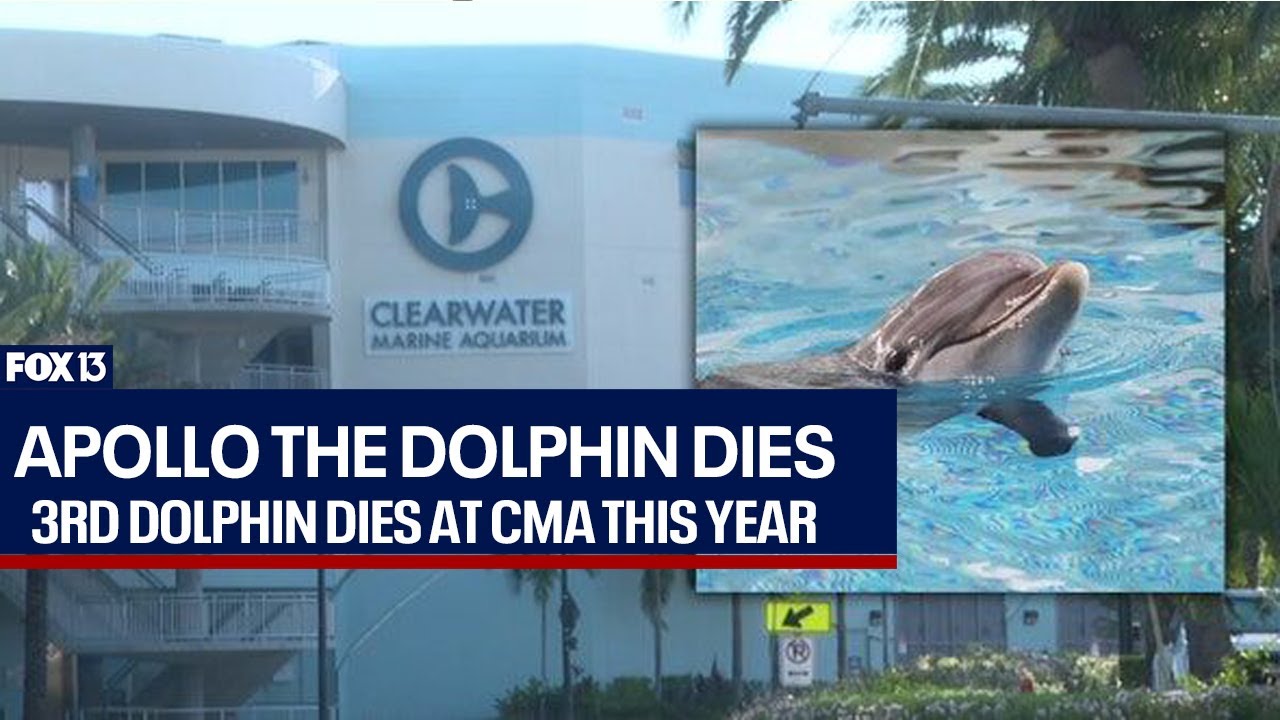 Dolphin dies at Clearwater Marine Aquarium
