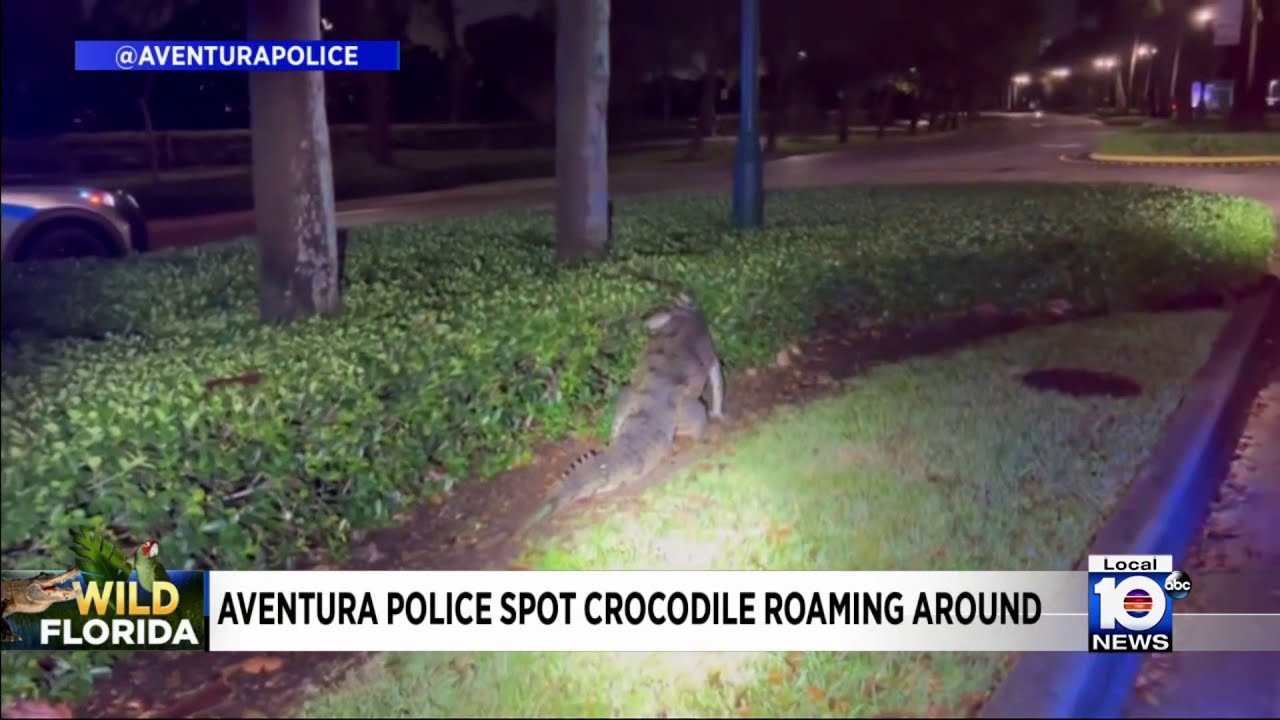 Police officers follow large alligator in Aventura