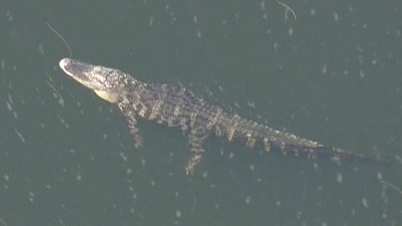 Florida Woman Believed to Have Been Eaten by Giant Alligator