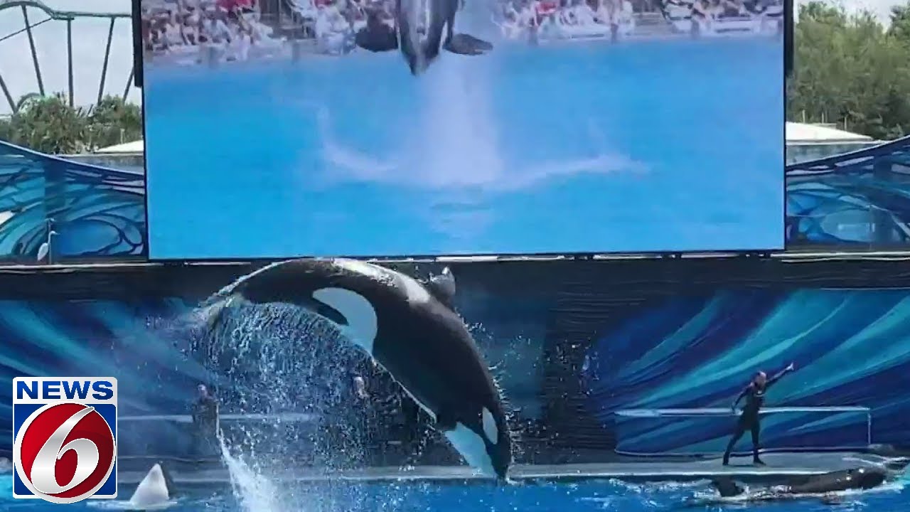 Killer whale bites SeaWorld Orlando trainer, breaking several bones