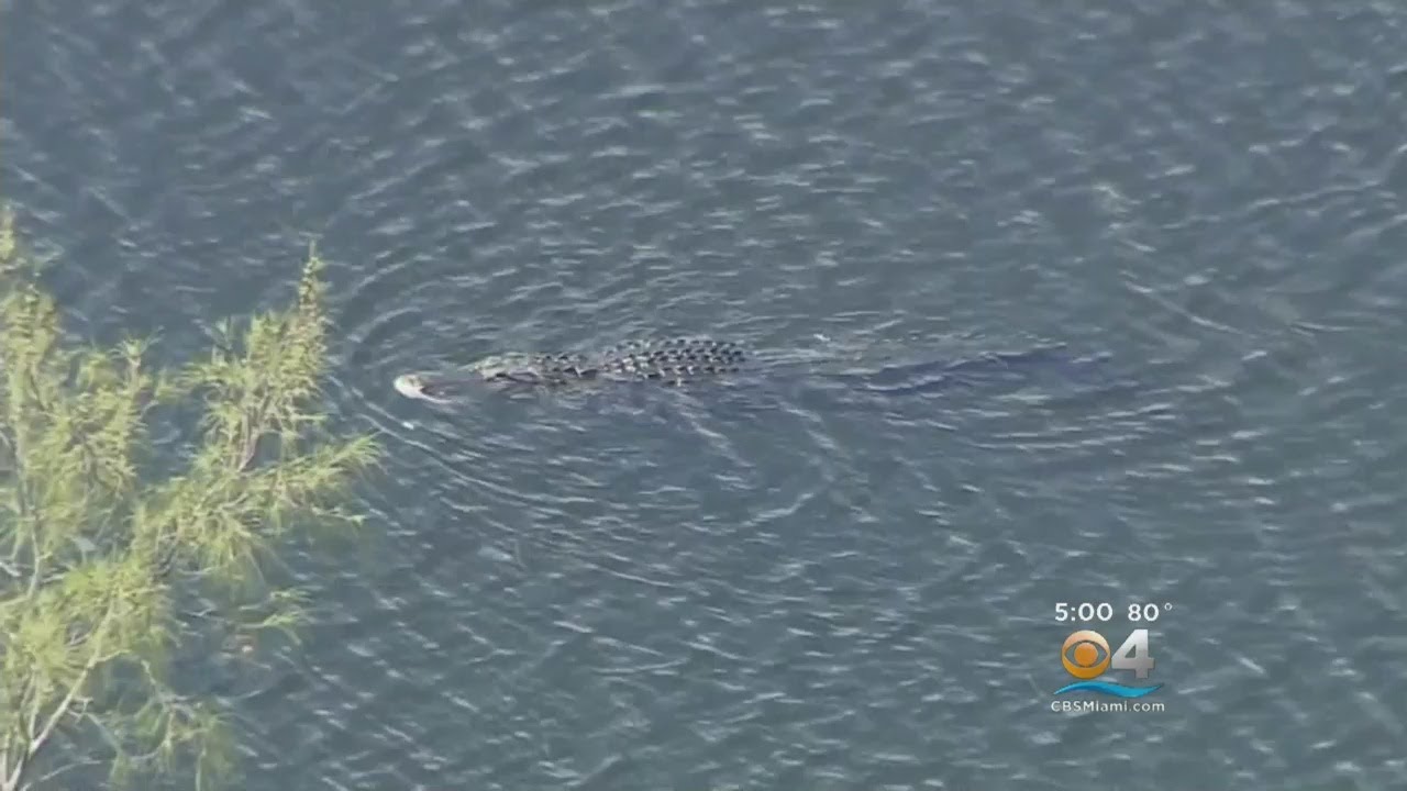 Woman Missing After Alligator Attack In Davie