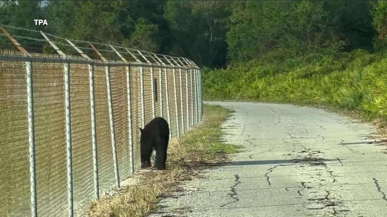 Florida black bear caught at Tampa International Airport