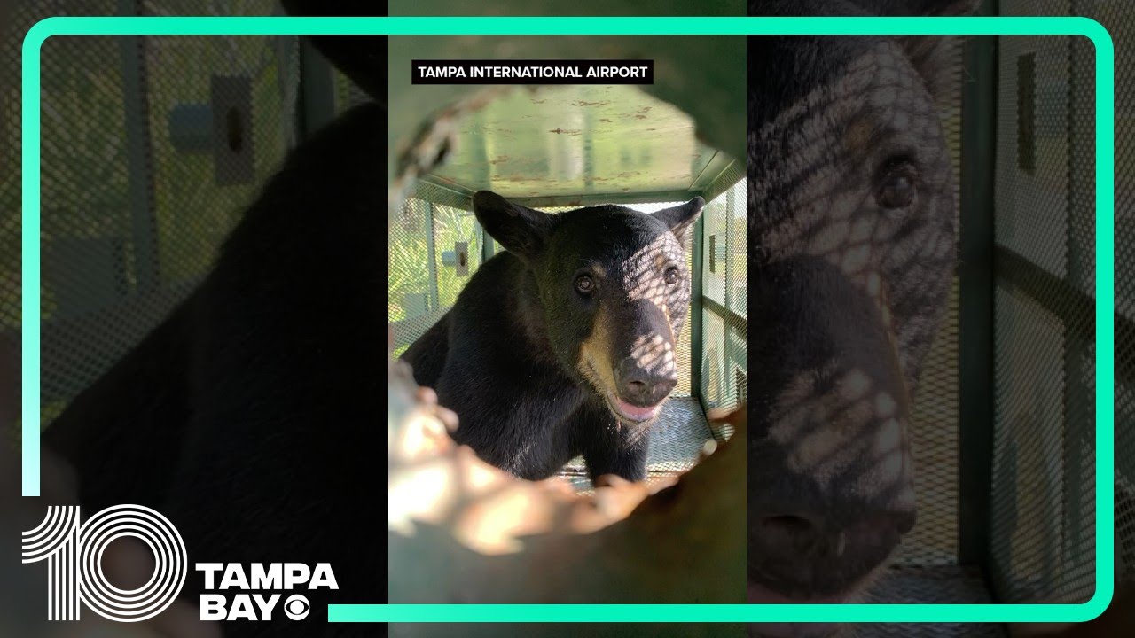 Florida Black Bear spotted, captured at Tampa International Airport